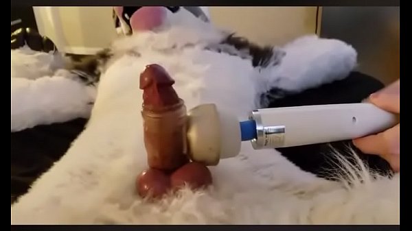Furry cums 7th time in a row with wand